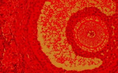 CareNet seminar: “How about we stop calling it ‘egg donation’? From assisted reproduction techniques to reproductive capacity transfer”, by Sara Lafuente (CSIC)