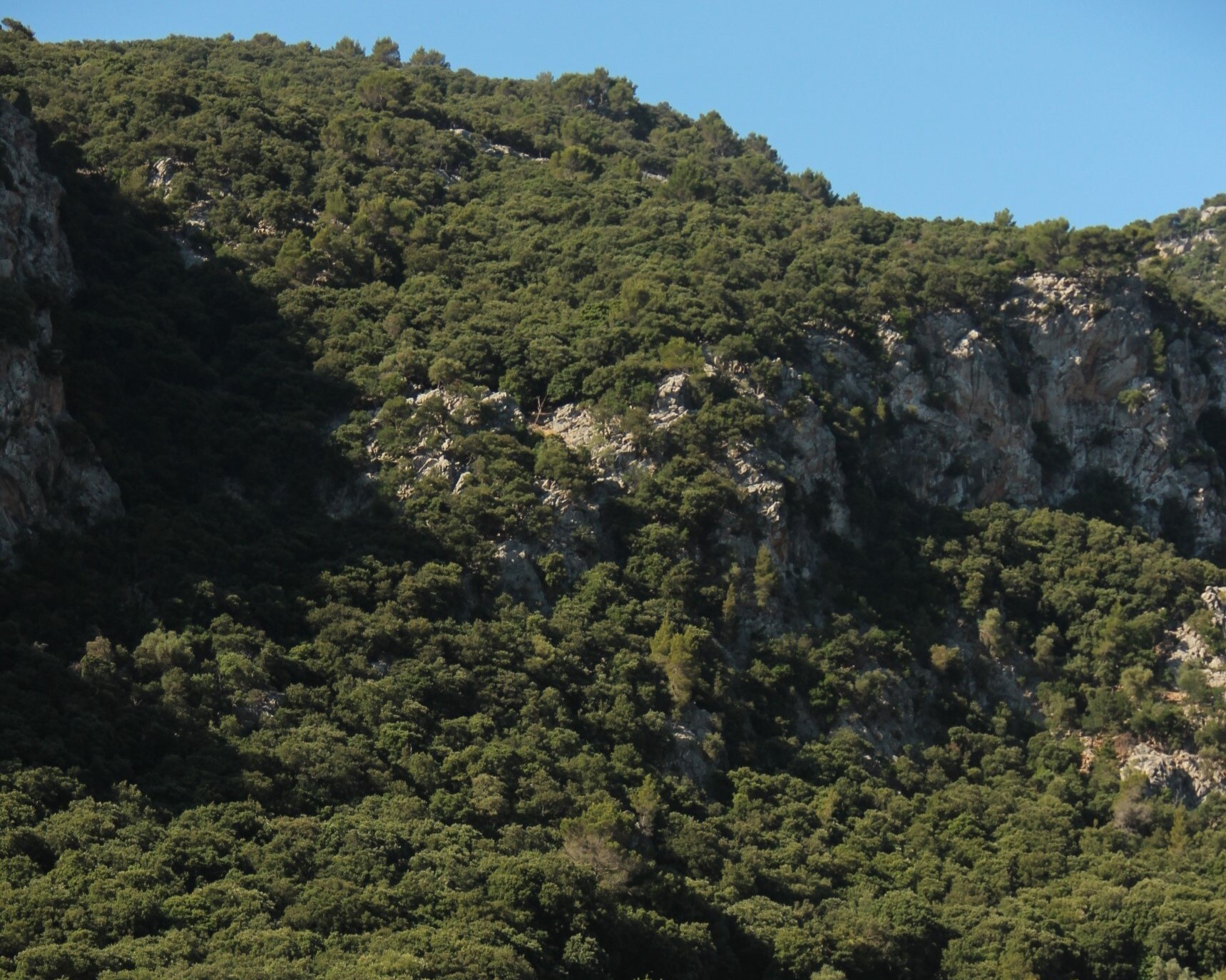 El paisatge forestal en transformació de Serra de Tramuntana (Mallorca): regeneració versus deterioració
