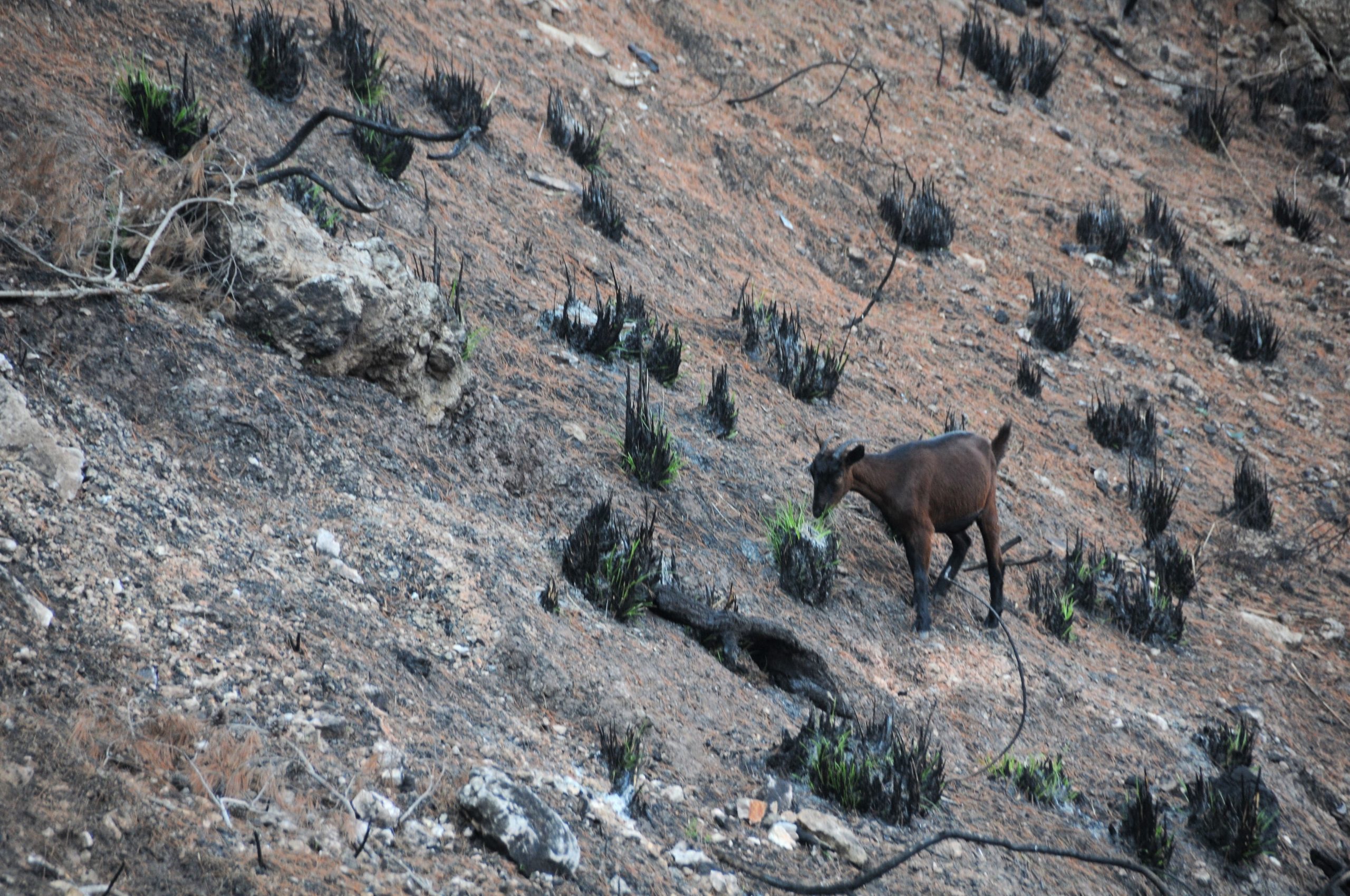Cabras e incendios forestales en Serra de Tramuntana (Islas Baleares) y el Montnegre (Cataluña)
