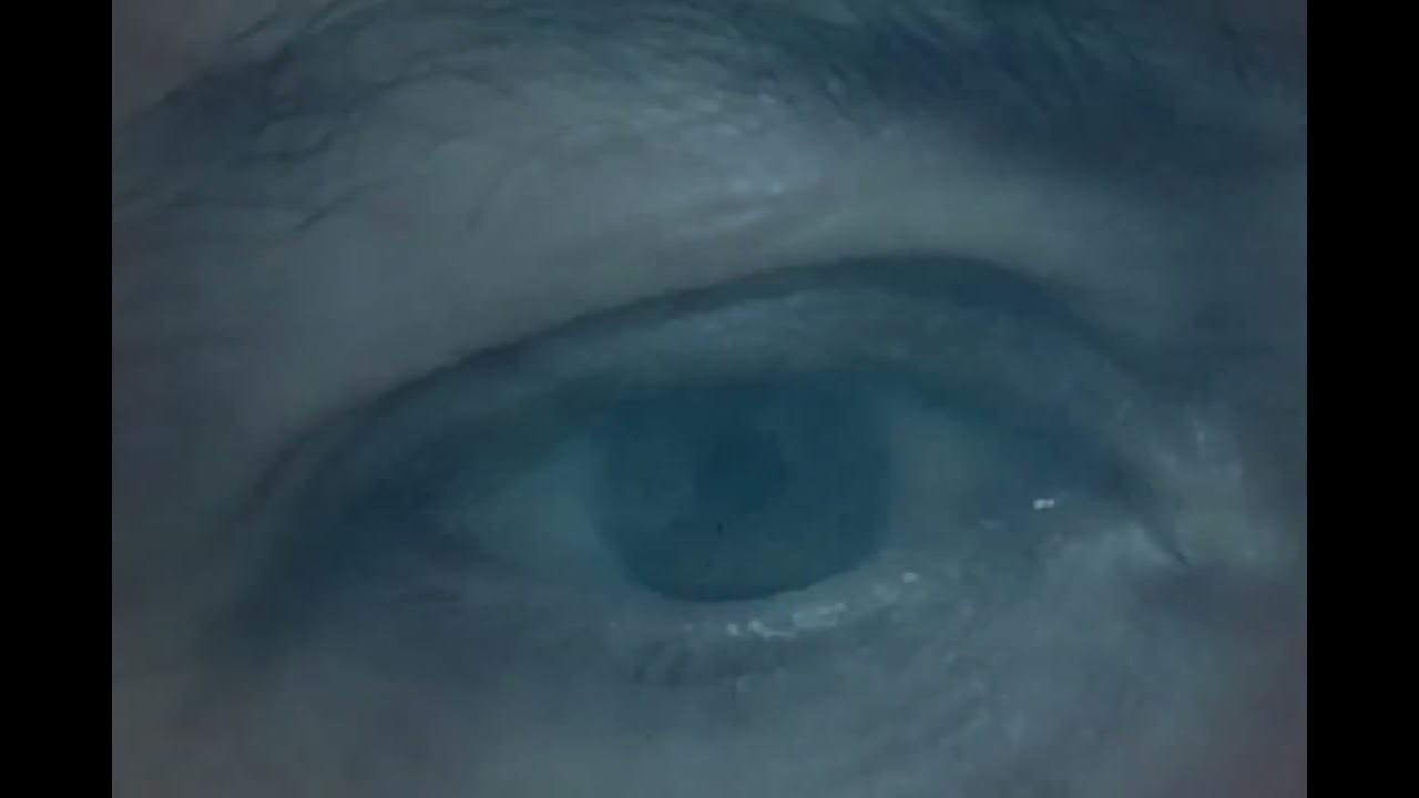 Animismo del ojo inquieto. Diálogos de epistemología densa.
