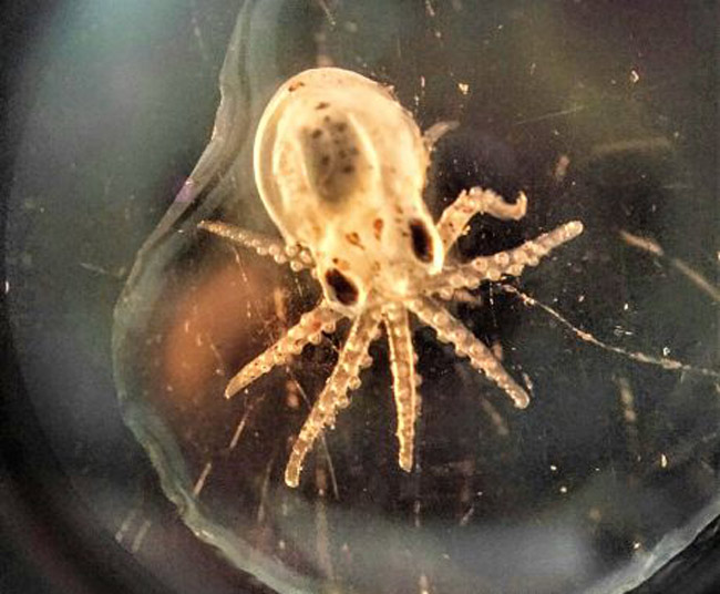 Tentacular Territories